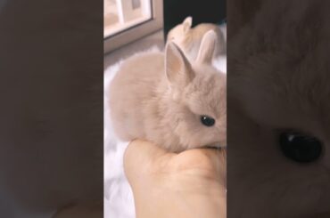 Baby Rabbit #short #shorts #rabbit #bunny #animal #animals #viralvideo #viral #pets #pet #cute #baby