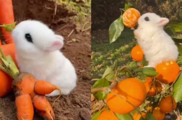 Rabbit Cute Pet Golden Sun Original