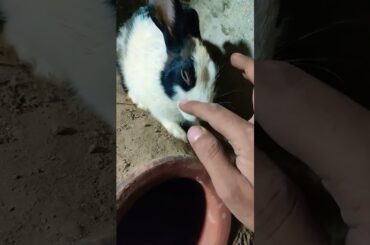 My Bunny | My Friend | My Cute Rabbit #shorts