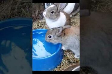 Have You Ever Seen a Baby Bunny Sneeze