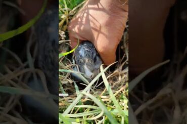 Baby rabbits in my yard - update