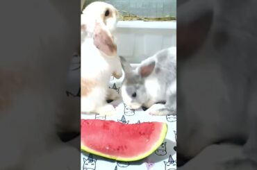 Fighting bunnies. Cute bunny #rabbitshortvideo #rabbit #bunny #cute #shorts #bugsbunny #animals