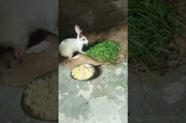Aww So Cute Rabbit Episode 12
