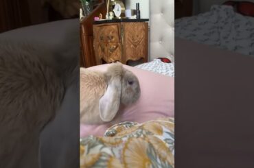 Cute rabbit wants attention