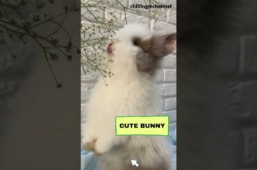 cute baby bunny-cute rabbit eating #shorts #cutebunny #cuterabbit #bunnyeating #rabbiteating #bunny