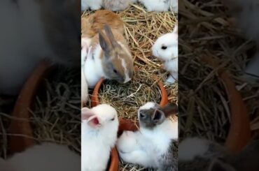 Funny and Cute #Baby Bunny# Rabbit Videos#short