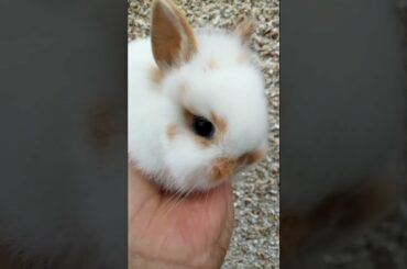 LOVELY LITTLE MINI BABY BUNNY