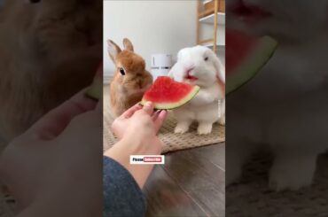 Cute Rabbit eating watermelon #shorts