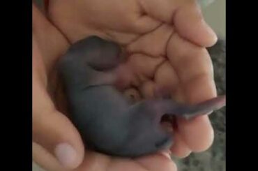 3 days old #rabbit #cute #baby #shorts #bunny