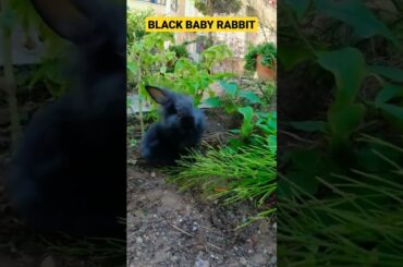 Cute Black Baby Rabbit is happy Outside #shorts #animals #rabbit #bunny #cutebabyanimals