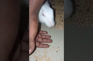 Cute Rabbit short video||AV Creations|| #like #support #subscribe #shorts #shortvideo