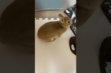 Cute Baby Rabbit #short #shorts #rabbit #bunny #animal #pets #pet #viralvideo #viral #cute #baby