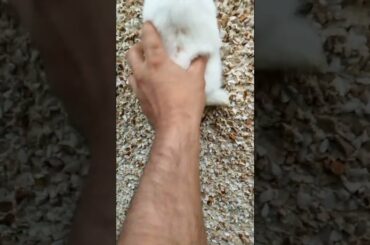 FUNNY BUNNY CLAIM TO WALL