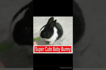 Super Cute Baby Rabbit | Baby Bunny | Fascinating Pets #shorts #supercuterabbit #fascinatingpets