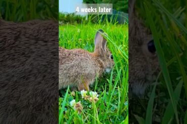 Cute baby bunny grew up in our backyard and stuck around #shorts #bunny