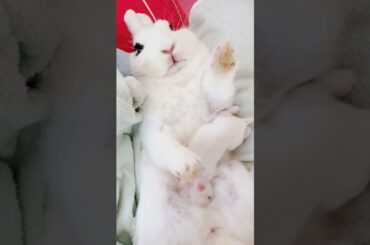 How Baby Rabbit Feeding Milk from Her/His Mother