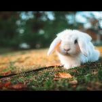 The Cutest Baby Bunny Rabbit Compilation EVER -- morning time 24/10/2022