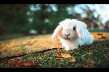 The Cutest Baby Bunny Rabbit Compilation EVER -- morning time 24/10/2022
