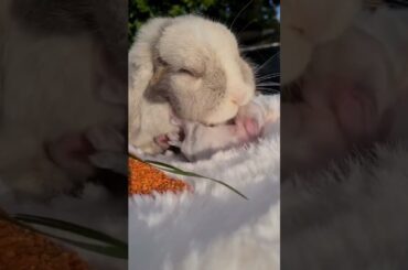New Born Baby Rabbit #short #shorts #rabbit #bunny #viralvideo #viral #animal #animals #pets #cute