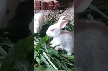 Cute Baby Bunny Playing with his Hands