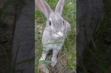 Cute baby bunny playing in the garden