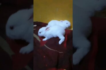 Baby Rabbit doing Binkies #shorts