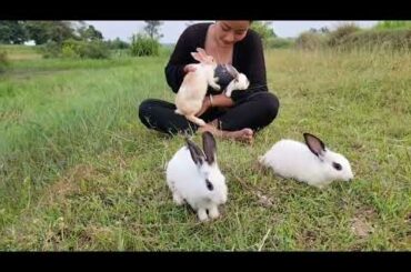 Today take my Cute Rabbit to play grass green in my  Field near my Home