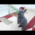 Adorable baby bunny "Bugs" eat dill
