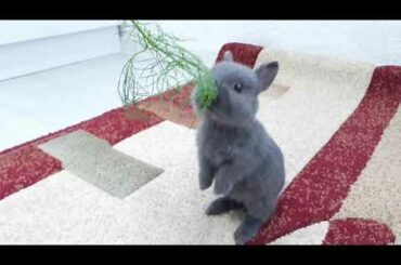 Adorable baby bunny "Bugs" eat dill