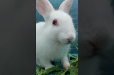 Rabbit Eating Video | Cute Rabbit Video | Rabbit Eating  Grass | #shorts