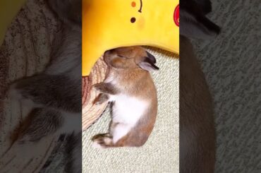 Cute Baby Bunny #short #shorts #rabbit #bunny #animal #animals #viralvideo #viral #pets #cute #baby