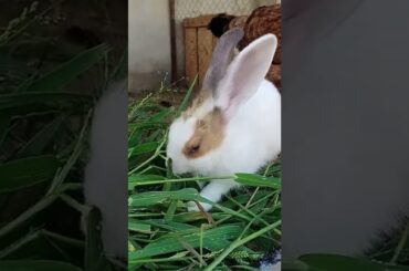 Cute Baby Rabbit #rabbits