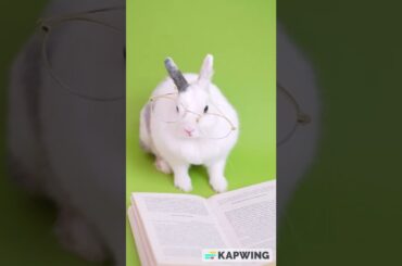 #cute rabbit read the book#cute