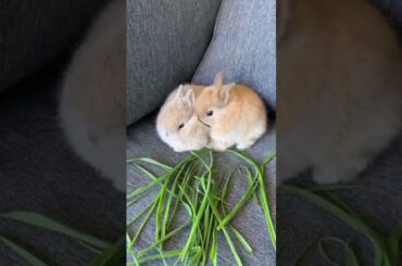 Cute Baby Rabbits #short #shorts #rabbit #bunny #animal #animals #pets #viralvideo #viral #cute#baby