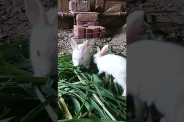 Cute Baby Bunny Enjoying Green Food