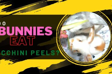 Can Rabbits Eat Zucchini Peel ? #rabbitshortvideo #rabbit #bunny #cute #shorts #bugsbunny #animals