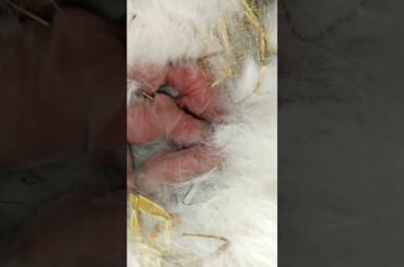 AMAZING VIDEO NEW BORN BUNNIES