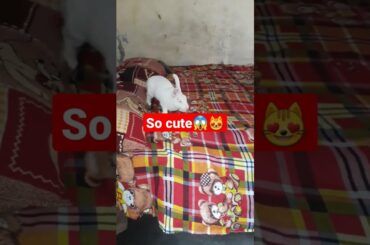 funny cute rabbit #shorts #rabbit #youtubeshorts