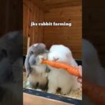 cute rabbit eating carrot #short