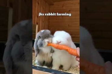 cute rabbit eating carrot #short