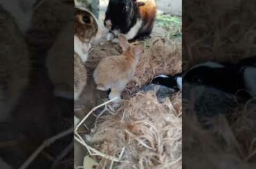 Cute Baby Rabbits in my garden #viral #shorts