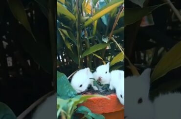 cute rabbit playing#short#shorts#ani shorts kp