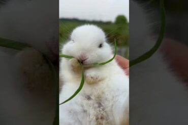 Cute rabbit
