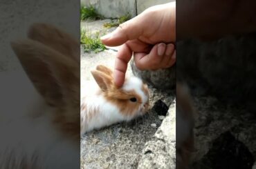 SO ADORABLE LOVELY BABY RABBITS