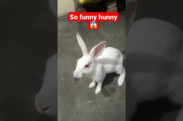 cute rabbit |#shorts #rabbit #youtubeshorts