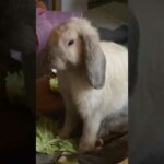 Cute bunny rabbit yawning
