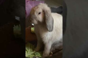 Cute bunny rabbit yawning