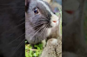Cute Baby Rabbits in my garden