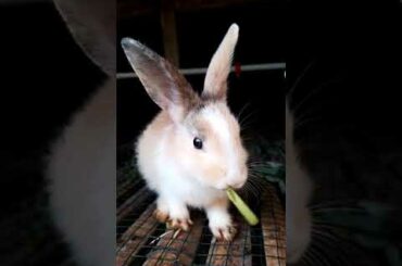 bunny cute #kelinci #kelincilucu #bunny @rumah kelinci