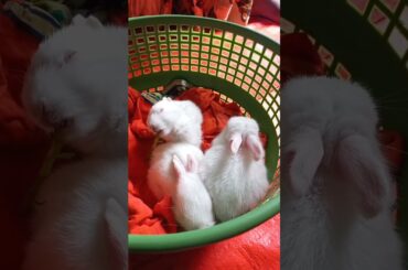 Cute Rabbit Baby Eating | #rabbit #short #animalshorts